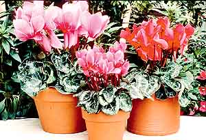 cyclamen.jpg - 26707 Bytes