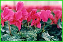 cyclamen2.jpg - 19197 Bytes