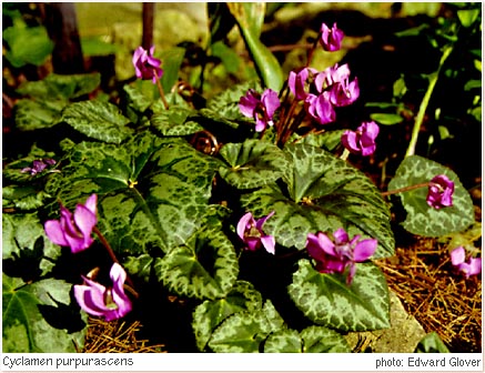 Cyclamen_purpurascens.jpg - 66401 Bytes