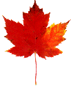 maple leaf 1 (13k)