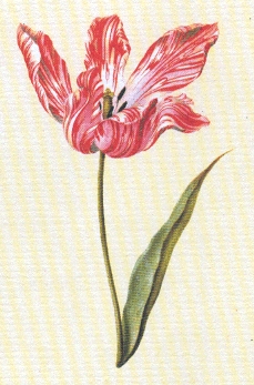 Tulipano