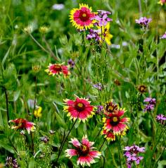 gaillardia_aristata.jpg - 18345 Bytes