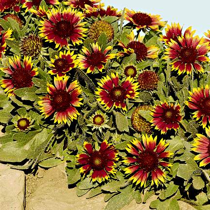 gaillardia_grandiflora_dazzler.jpg - 67970 Bytes