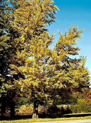 ginkgo.jpg - 58914 Bytes