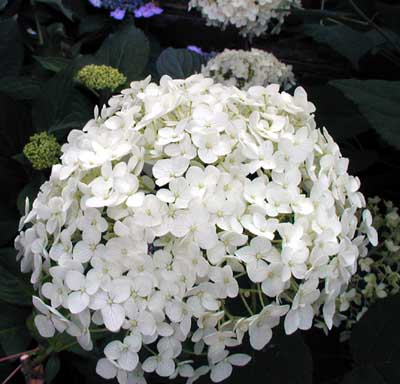 H. arborescens annabella