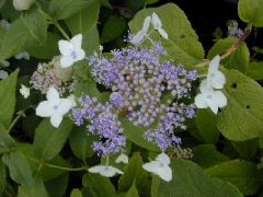 H. involucrata
