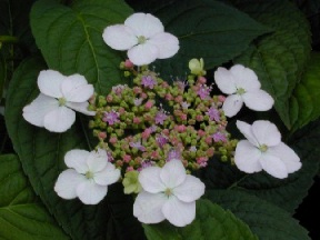 H. japonica coerulea