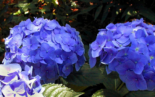H. macrophylla altona