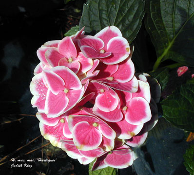 H. Macrophylla arlecchino