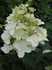 H. paniculata tardiva