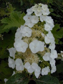H. quercifolia