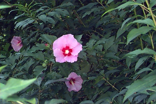 ibisco syriacus