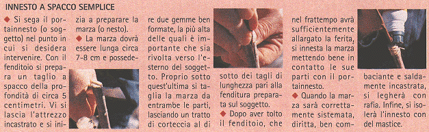 Innesto