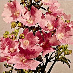 malva.jpg - 36400 Bytes