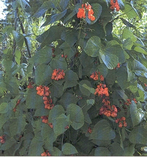 Phaseolus vulgaris