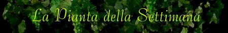 La pianta della settimana