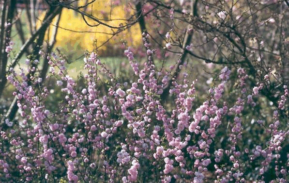 Prunus triloba