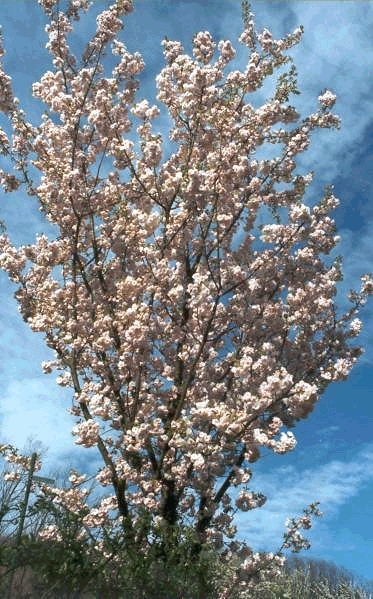 Prunus
