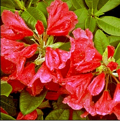 rhododendron
