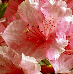 azalea