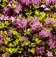 rododendro