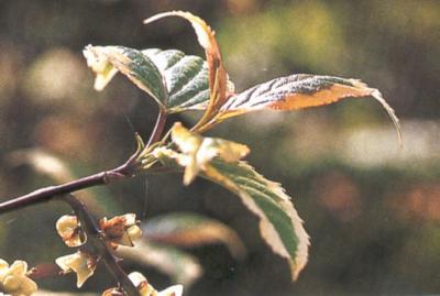 Stachyurus 'Magpie'