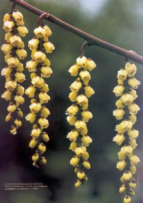 Stachyurus praecox (infiorescenze)