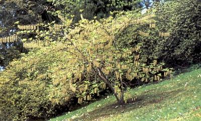 Stachyurus