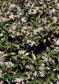 trachelospermum jasminoides