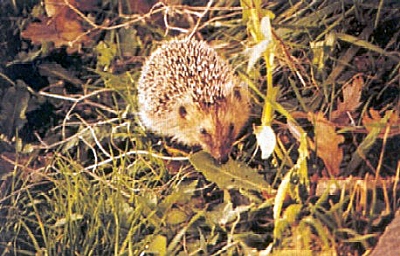 Un riccio