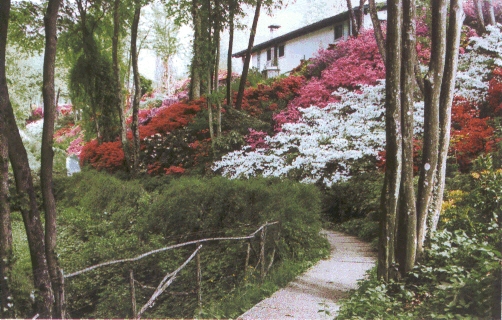 Il vallone delle azalee (foto di Claudia Pavoni)