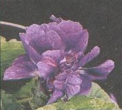Viola di Udine