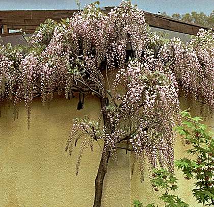 Wisteria floribunda