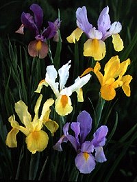 Iris