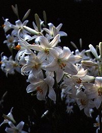 Lilium Candidum
