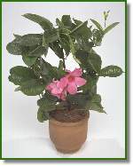 Mandevilla
