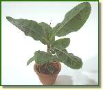Musa Cavendish 