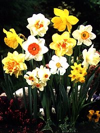 Narcisi