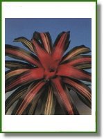 Neoregelia tricolor