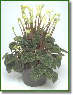 Peperomia Carperata