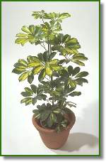 Schefflera Gold Capella
