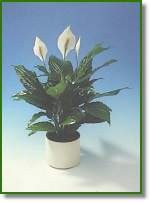 Spathiphyllum Sweet Pablo