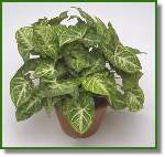 Syngonium Arrow
