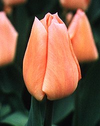 Tulipani